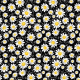 Home Is Where The Honey Is - Blooming Daisies - Black