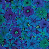 Petunias - Blue